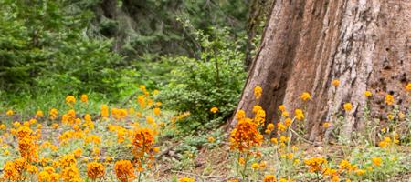 Balch Park Spring Flowers